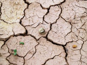 Close-up of cracked dry earth with minimal vegetation, symbolizing drought.